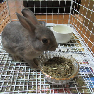 ネザーランドドワーフ　２か月⇒３か月　オス