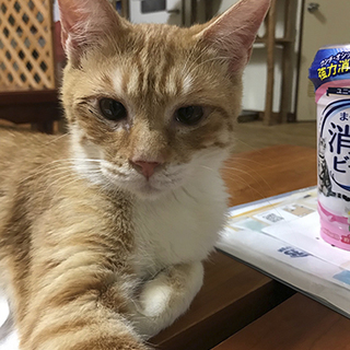 げんきでやんちゃな茶白くんです