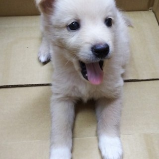 可愛い男の子生後２ヶ月程度（クリーム茶）