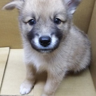 可愛い男の子生後２か月程度（こげ茶）