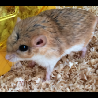 マカロニマウス