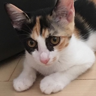 募集停止中三毛猫エルサ4月末生まれ