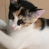 募集停止中三毛猫エルサ4月末生まれ サムネイル2