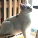 豆鉄ちゃん、正式譲渡致しました。感謝。