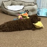どぶちゃん