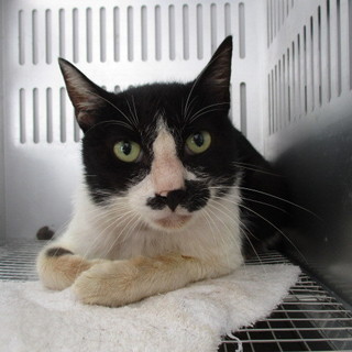 明日の朝に収容期限を迎えます。8/29朝