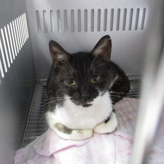 明日の朝に収容期限を迎えます。8/29朝