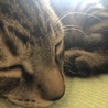 まほんぬ。
