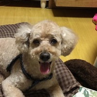 佐藤 タルト