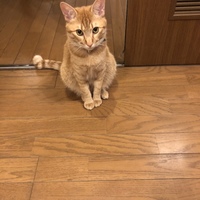 シャナ助