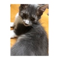 ◎4匹の子猫ちゃんの里親様募集◎