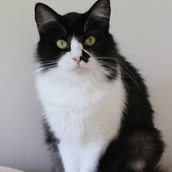 ９/９（日）神奈川県動物保護センター譲渡会 サムネイル1