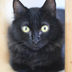 ９/９（日）神奈川県動物保護センター譲渡会 サムネイル2