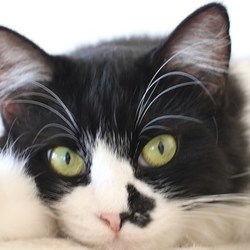 ９/９（日）神奈川県動物保護センター譲渡会 サムネイル3