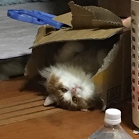 るはん