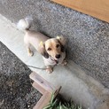 およそ5歳のミニチュアダックスフンド♂です。