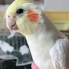 なつうめ