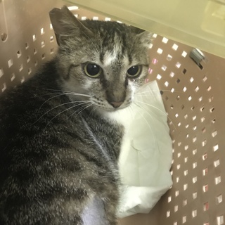 大人しい成猫ちゃんの里親募集。