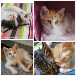 里親募集の子のお名前の由来♪