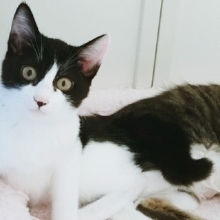 りんちゃん4ヵ月