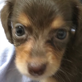 チワックス を含む犬の里親募集情報 2ページ目 ペットのおうち 月間利用者150万人