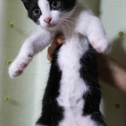 9月2日(日)に愛知県豊川市で譲渡会 サムネイル2