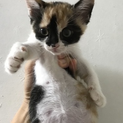 9月2日(日)に愛知県豊川市で譲渡会 サムネイル3