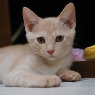 生後２ヶ月の４兄妹～クリームタビーの男の子～