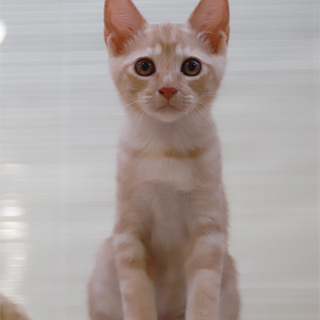 生後２ヶ月４兄妹～クリームクラシックタビーの男の子