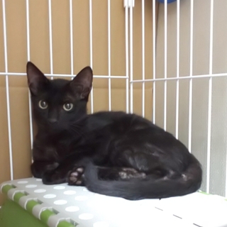 お目目くりくり！捨て猫からイケにゃんへ