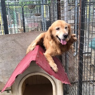 人が大好き！！ゴールデンの女の子