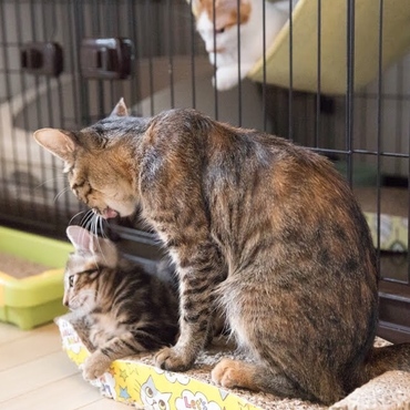 小麦ママとアメショー柄の可愛い子猫たち