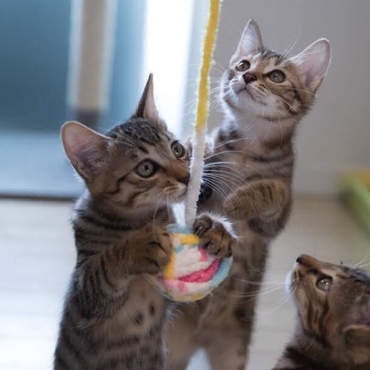 子猫たちおもちゃでハッスル