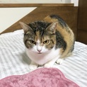 スコティッシュフォールド立ち耳成猫