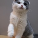 スコティッシュフォールド折れ耳