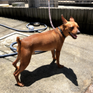 里親探しています！