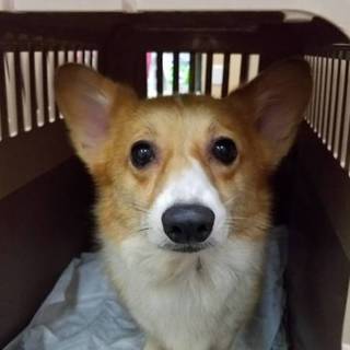 コーギーの里親募集