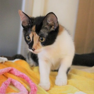 おっとり子猫三毛ももちゃん★トイレもばっちり４兄妹