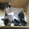 おっとり子猫三毛ももちゃん★トイレもばっちり４兄妹 サムネイル7