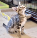 【品川】アメショー柄のキュートな子猫ペアで