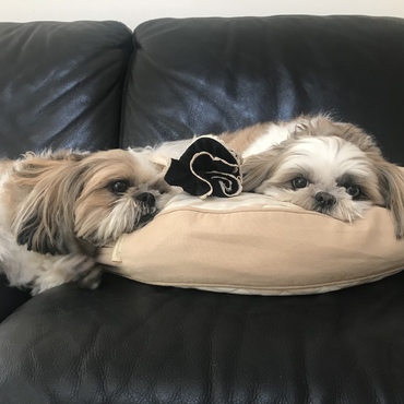迎え入れたぽのぽの(右)に寄り添ううるる(先住犬)