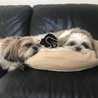 迎え入れたぽのぽの(右)に寄り添ううるる(先住犬)
