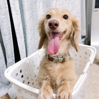 ブー