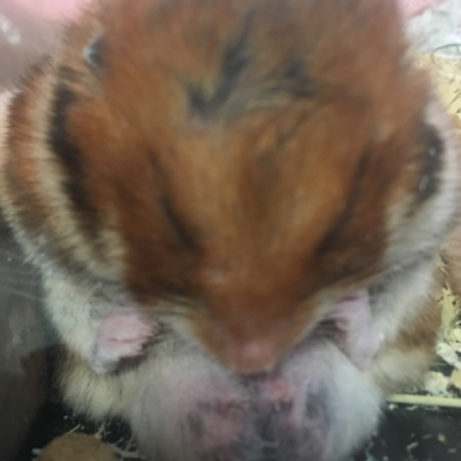 ほの吉のカバー写真