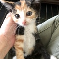 とても美しい500g台の子猫たち生後1か月半