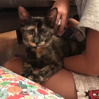 くまこ