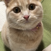 きなこ