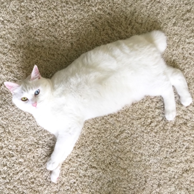 ゆきみゃんのカバー写真
