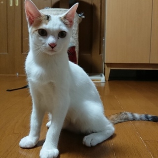 白多めのミケちゃん4ヶ月、女のコ