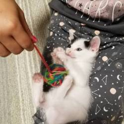 その後のニャンズ達ฅ^•ﻌ•^ฅ